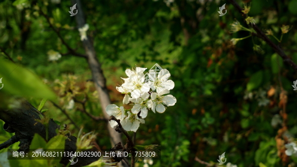 白色桃花