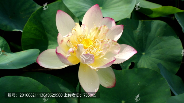 一朵荷花