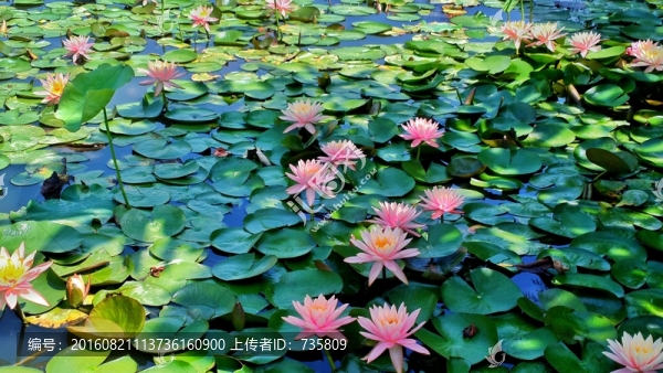 荷塘荷花