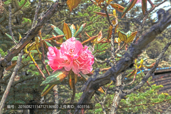 香格里拉大峽谷