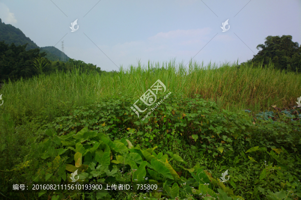 野外植物