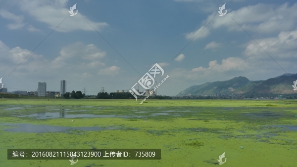 沼澤浮萍