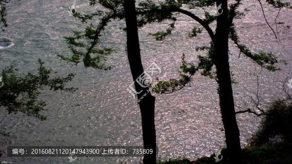 岸邊樹(shù)