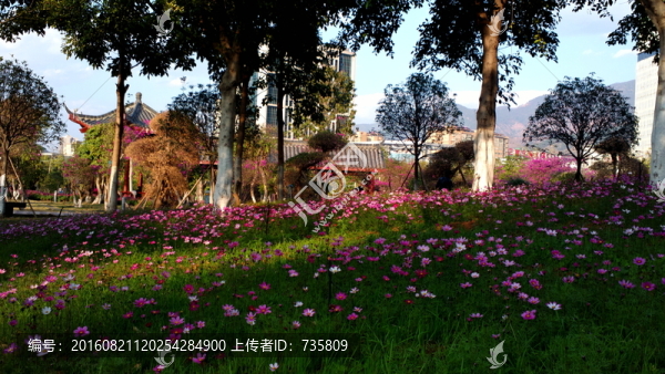 花草