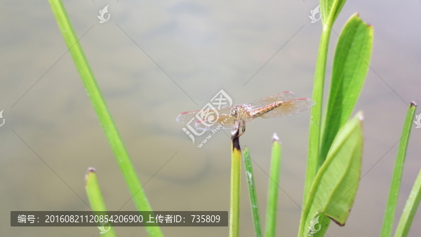 蜻蜓
