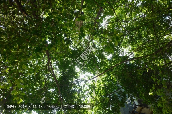 茂密的樹葉
