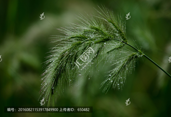 狗尾巴草