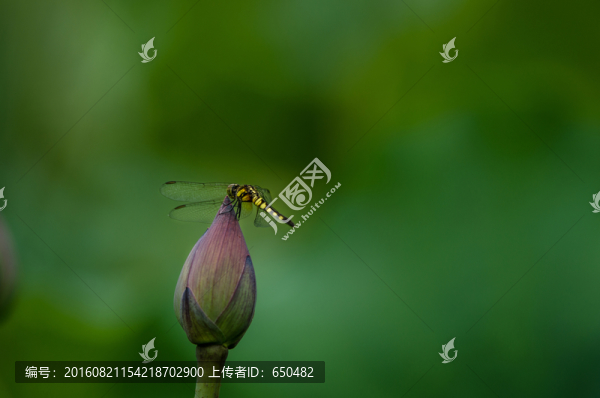 蜻蜓