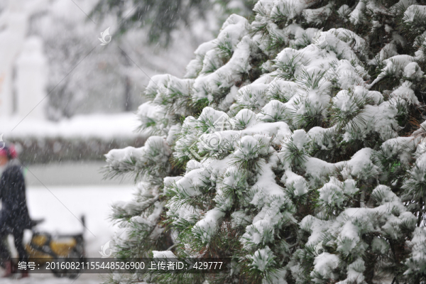 雪壓青松,下雪