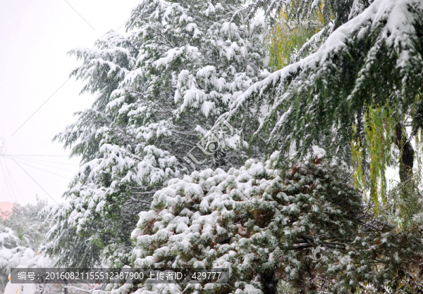 雪壓青松,下雪
