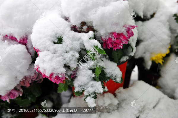 雪中菊花,雪地花朵
