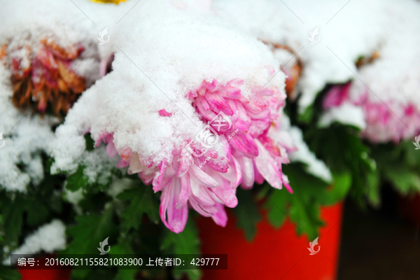 菊花,花朵,冰雪