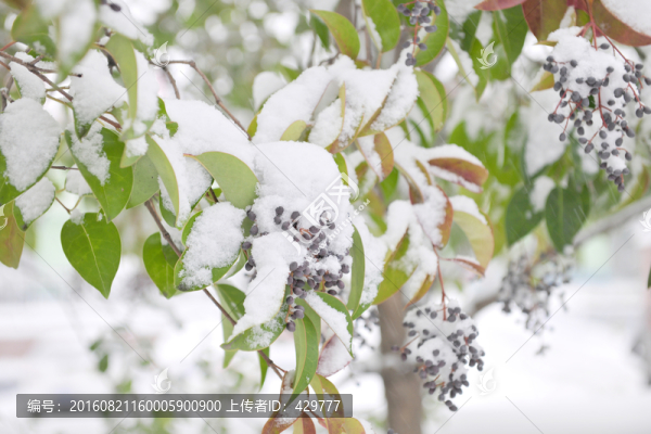 白雪,樹掛,積雪,銀裝素裹
