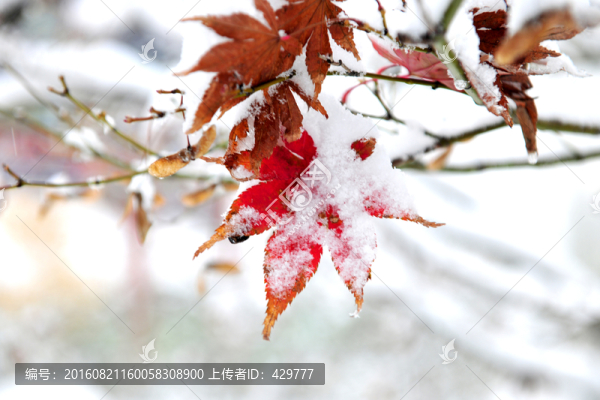 紅葉,楓葉,樹葉