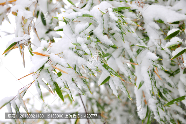 雪地,樹掛,銀裝素裹