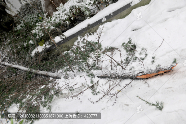 雪景,下雪,冬季
