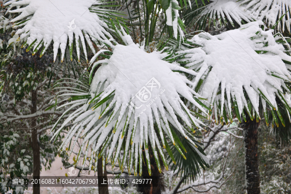 雪地,樹(shù)掛,銀裝素裹