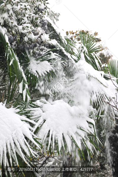 雪地,樹掛,銀裝素裹