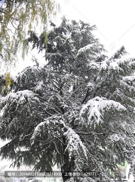 松樹,大雪,積雪,雪景