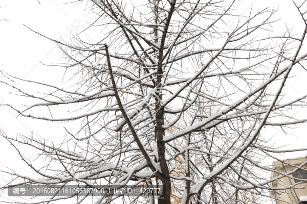 樹枝,樹干,下雪