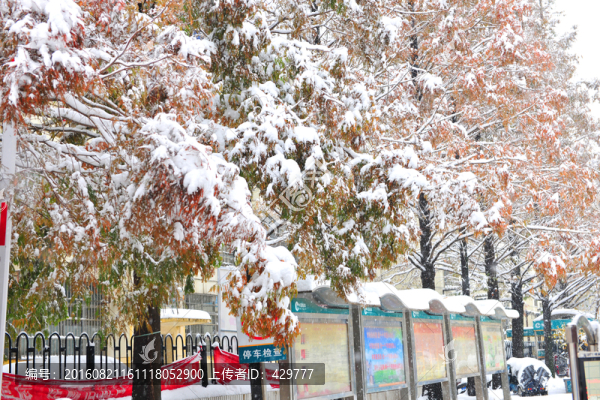 冬季雪景,下雪,白雪