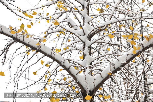 樹(shù)枝,冬雪,,雪景