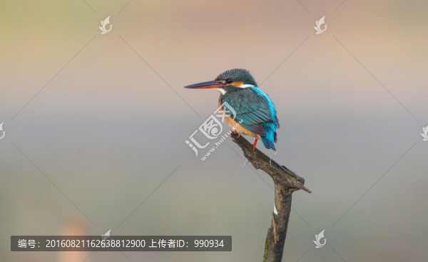 翠鳥