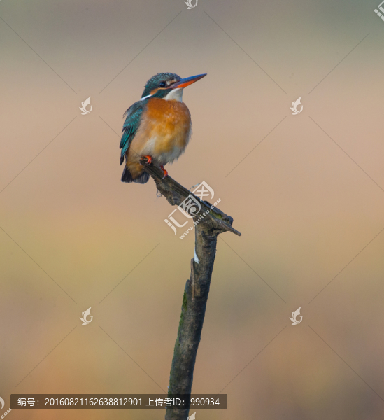 翠鳥