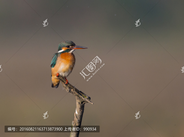 翠鳥