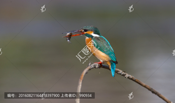 翠鳥