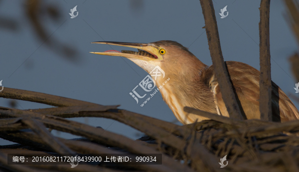 鷺鳥,小葦鳽,黃葦鳽