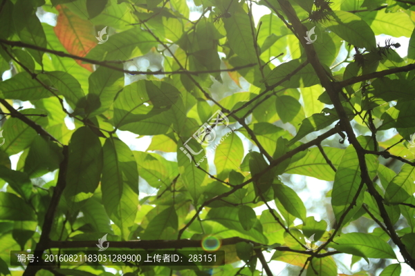 樹(shù)蔭