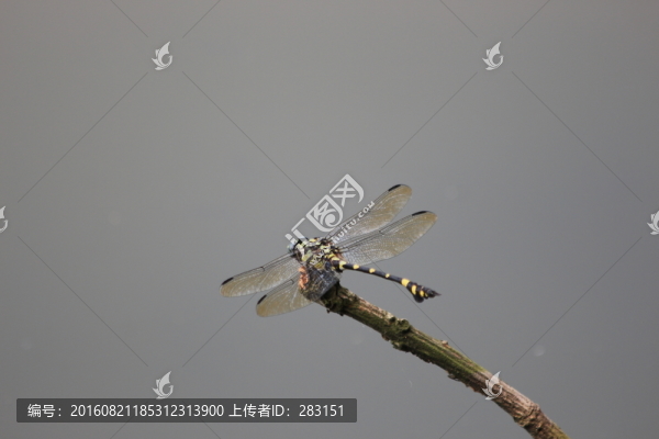 蜻蜓
