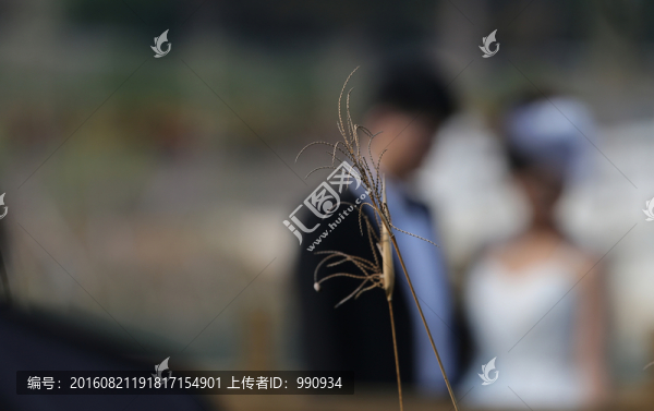 稻草