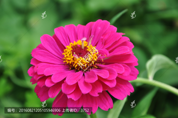 太陽花,鮮花