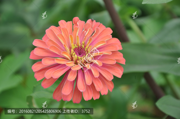 鮮花,太陽花