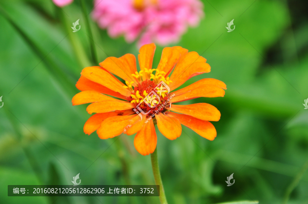 鮮花,太陽花
