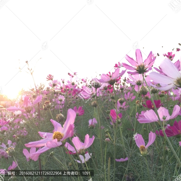 夕陽中的波斯菊