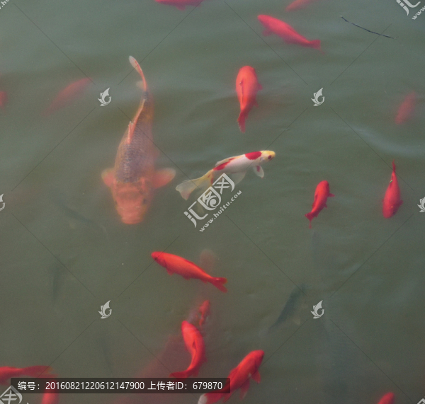 紅魚