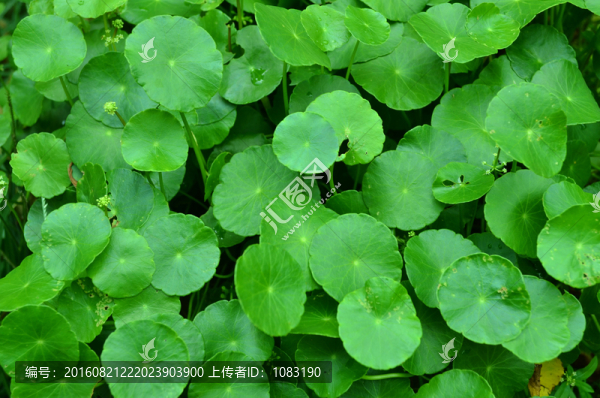 金錢(qián)草