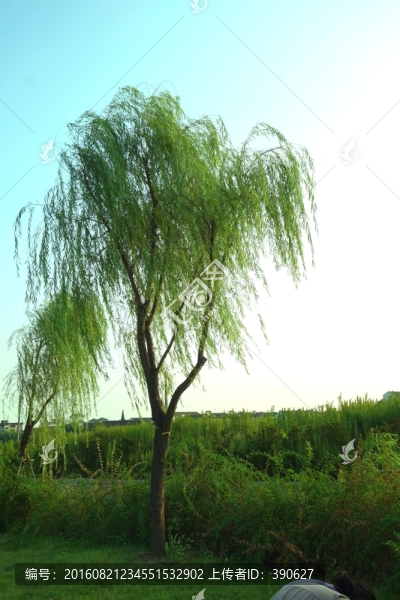 柳樹