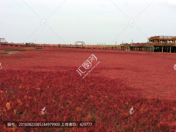 紅海灘,,濕地公園
