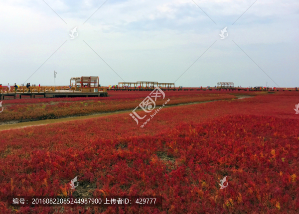 紅海灘,,濕地公園