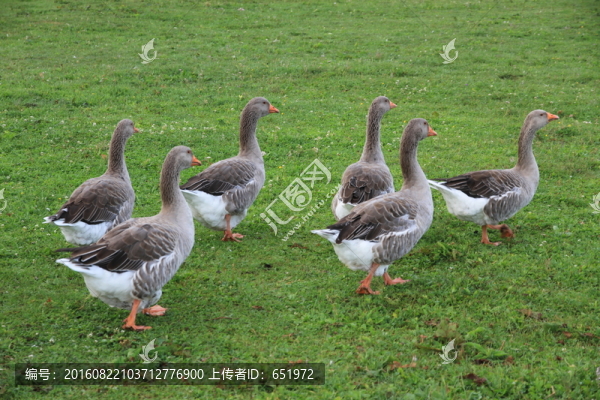 雁鵝