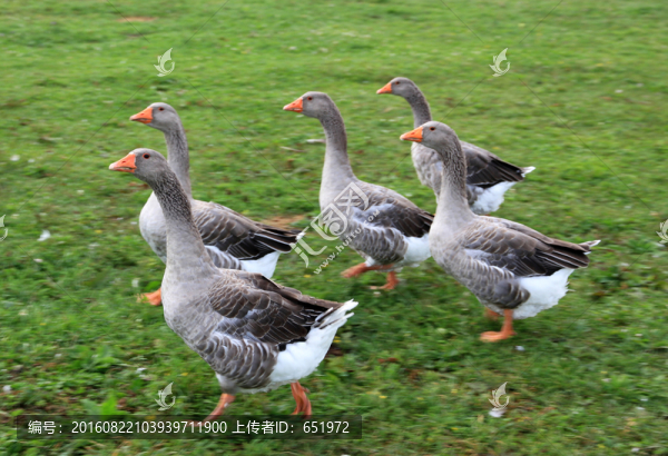 雁鵝