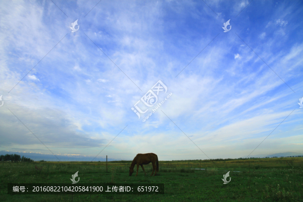 伊犁馬