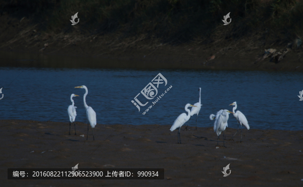 白鷺,鷺鳥