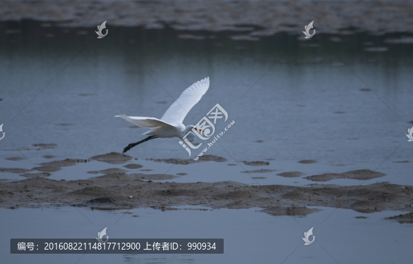 白鷺