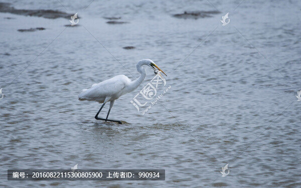 白鷺