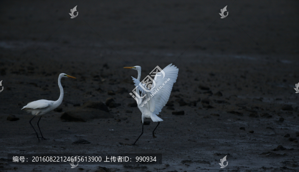 白鷺